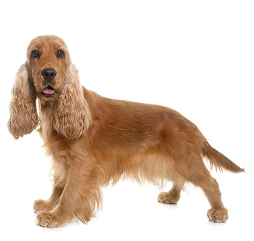 Cocker clearance spaniel job